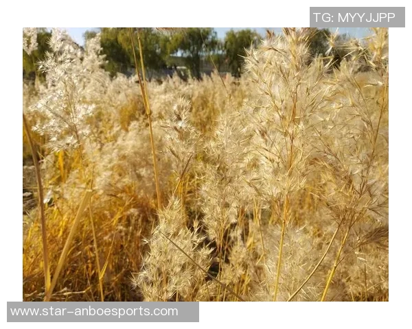 与刘芳畅聊王者荣耀的成长历程与职业生涯的点滴回忆